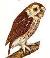 Tawny Owl